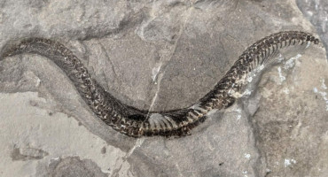 U Bileći pronađen fosil zmije star nekoliko milijuna godina