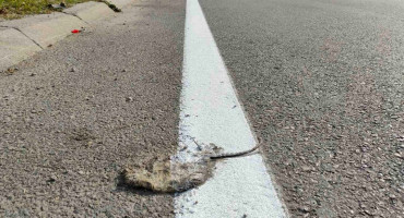 MOSTAR Miš dio bijele linije