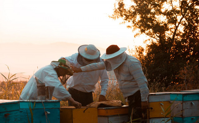 Za kilogram hercegovačkog pčelinjeg otrova morate izdvojiti i do 20 tisuća eura!