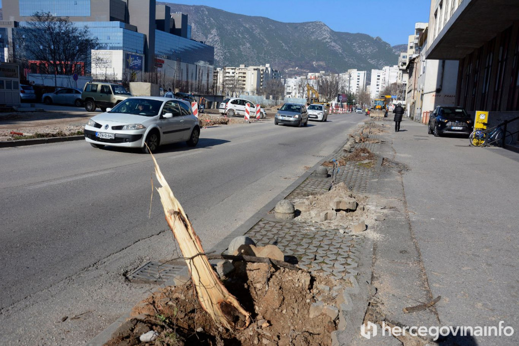 Drvocid uništavanje drvoreda u Mostaru