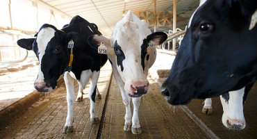 Pomor stoke kod Vrlike: Prvi slučaj bedrenice u Hrvatskoj nakon dugo vremena