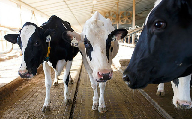 Pomor stoke kod Vrlike: Prvi slučaj bedrenice u Hrvatskoj nakon dugo vremena