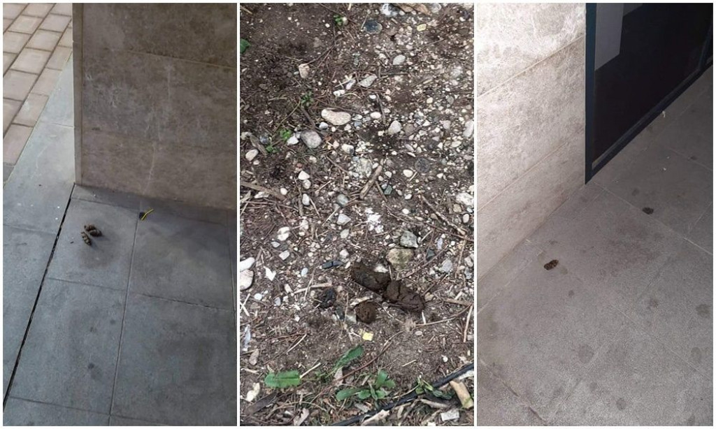 Pasa u Mostaru sve više, a vrećice misaona imenica za njihove vlasnike