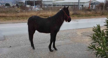 Konj traži vlasnika na Bišće polju