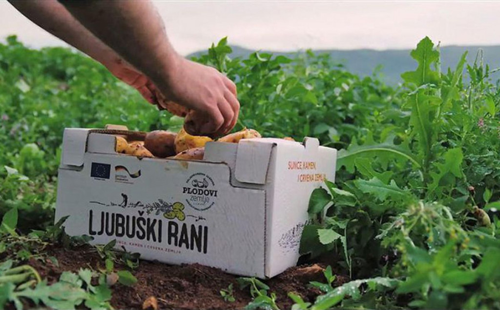 LJUBUŠKI RANI ĆE OPSTATI Proizvođači zajedničkim snagama protiv uvoznog krumpira