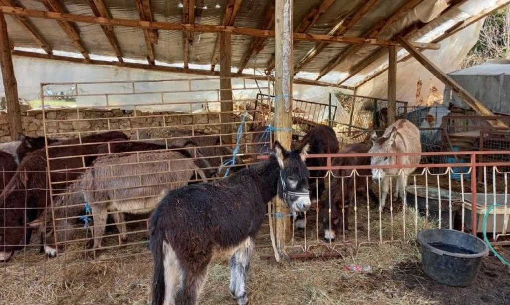 GRUDE Ljekovito magareće mlijeko kupuju Švicarci, Francuzi, Šveđani