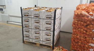 PROBLEMI U LJUBUŠKOM Nedostaje radnika na poljima krumpira, dnevnice idu i do 150 maraka