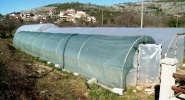 Sadnja plastenik obitelj Bojbaša Trebinje