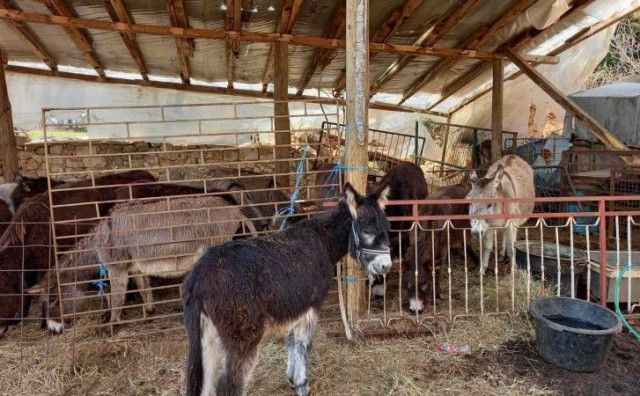 GRUDE Ljekovito magareće mlijeko kupuju Švicarci, Francuzi, Šveđani