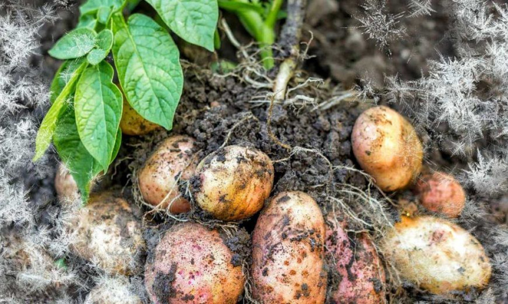 POLJOPRIVREDNICI NA MUKAMA Stradao krumpir, a problema bi mogli imati i vinogradari