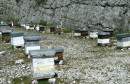HERCEGOVAČKI MED Zbog nestašice cijena meda skočila na 20 maraka, i ova godina pčelarima loše krenula