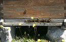 HERCEGOVAČKI MED Zbog nestašice cijena meda skočila na 20 maraka, i ova godina pčelarima loše krenula