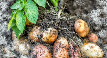 POLJOPRIVREDNICI NA MUKAMA Stradao krumpir, a problema bi mogli imati i vinogradari