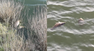 Što se događa s ribom u Buškom jezeru?