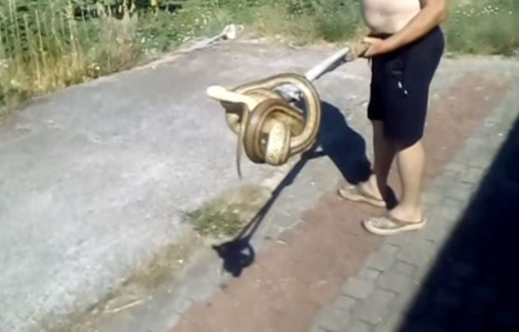 Žena iz Ljubuškog u vlastitoj kuhinji zatekla ogromnu zmiju