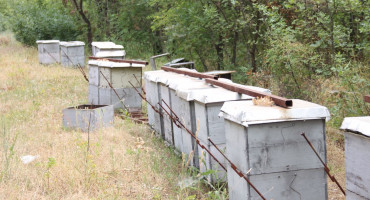 NEMA GA NI ZA DOMAĆE TRŽIŠTE Prošle godine iz BiH izvezeno 70 tona manje meda