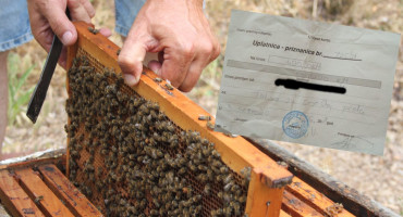 Hercegovački pčelari dobivaju račune od 400 maraka za pašu pčela