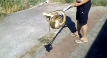 Zmija kravosas