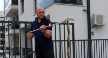 TREBINJE Zmija od metar i pol došla pred zgradu i napravila uzbunu