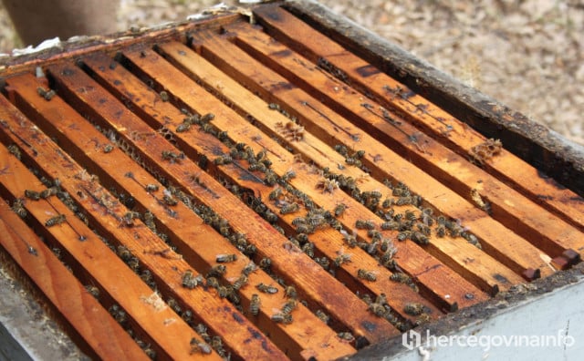 OSTOJIĆ Vlada HNŽ je protiv pčelara i pčelarstva