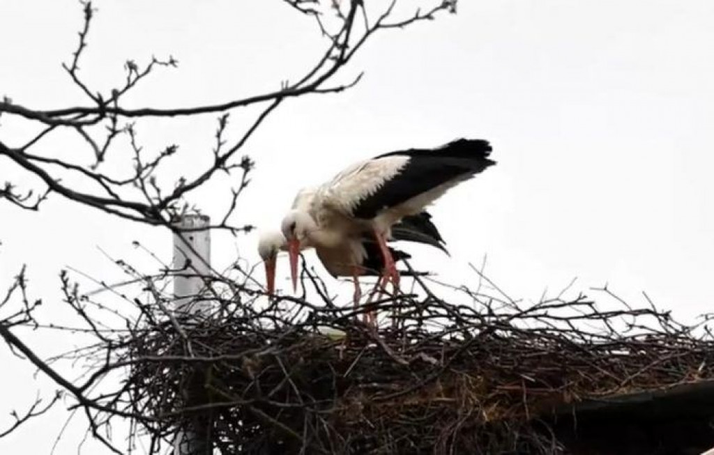 KRAJ VELIKE LJUBAVNE PRIČE Uginula je roda Malena, Klepetan se više nema kome vraćati