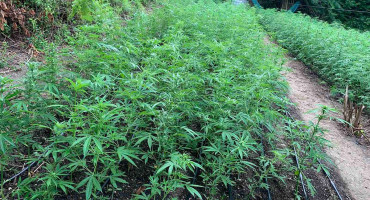 PRIVEDENE ČETIRI OSOBE Policija u BiH uz granicu s Hrvatskom zaplijenila 6000 stabljika konoplje