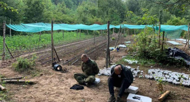 Prijedlog za pritvor zbog 6000 stabljika konoplje uz granicu sa Hrvatskom