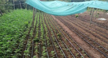 UZGAJALI 6000 STABLJIKA Mjesec dana pritvora zbog uzgoja indijske konoplje