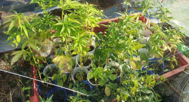 Policija u Hercegovini pronašla zasad indijske konoplje