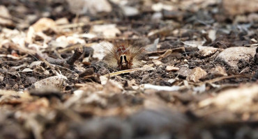 Šume u Hercegovini pod najezdom gubara