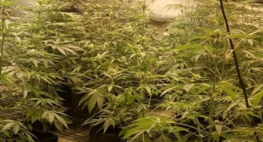 POSUŠJE Supružnici (67) i (64) umjesto u mirovinu, krenuli u sadnju marihuane