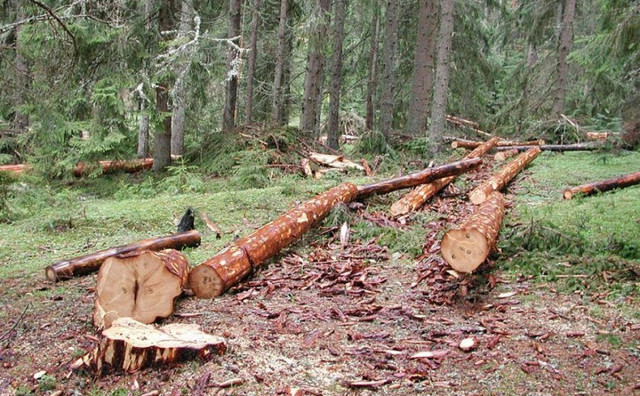Ukradeno više od 2 milijuna KM šume, a od kriminalaca napraćeno tek 40 tisuća KM