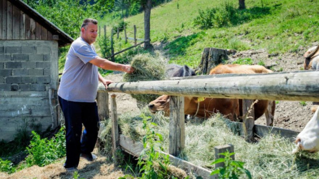 BH. STOČARI NA KOLJENIMA "Nemamo dovoljno hrane za stoku, bit ćemo prisiljeni prodavati grla"