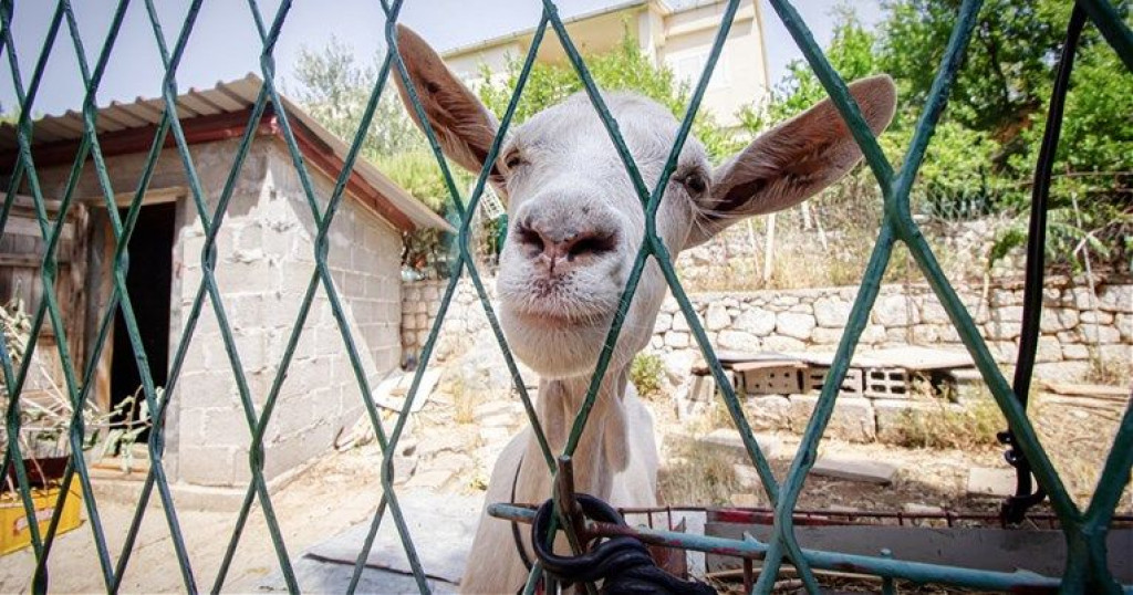 NEUM Koza živi u strogom centru, među luksuznim hotelima