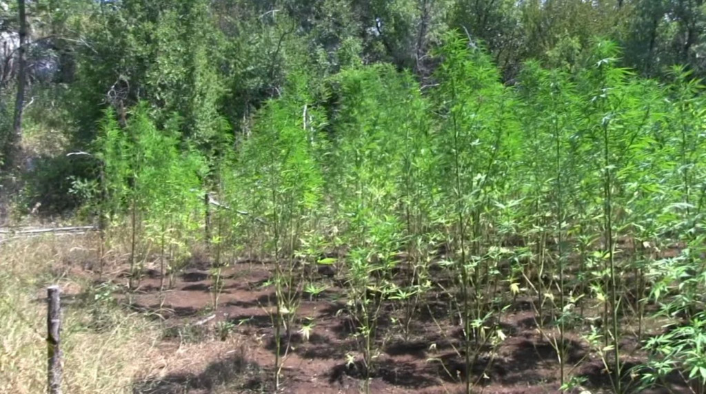 'PALA' JOŠ JEDNA PLANTAŽA U HERCEGOVINI Pronađeno 99 stabljika indijske konoplje visine do tri metra