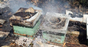 DRAMATIČAN APEL HERCEGOVAČKIH PČELARA Najteža godina u povijesti pčelarstva, potrebna pomoć u vidu hrane i lijekova