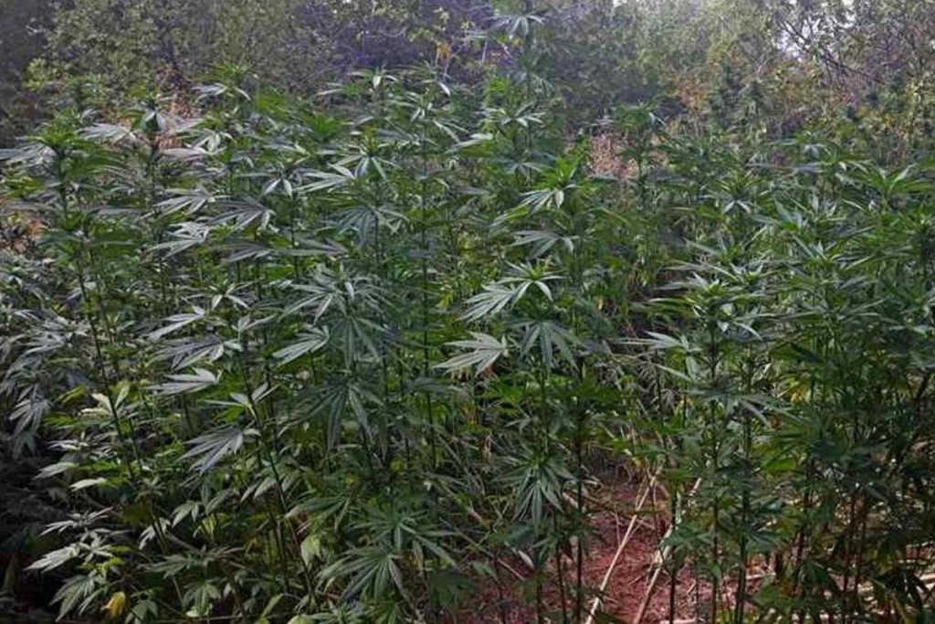 FUP u Čapljini pronašao plantažu s 84 zasada cannabisa