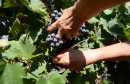 Berba trganje vinograd