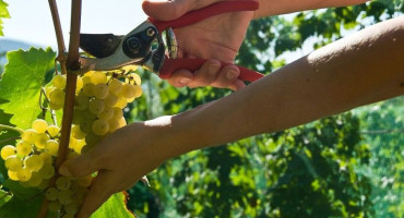 Berba grožđa u Hercegovini već je počela: Mostarski i broćanski vinogradi daju dobar urod