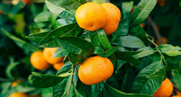 STVAR BI MOGLI SPASITI HERCEGOVCI Tko će brati mandarine u dolini Neretve?