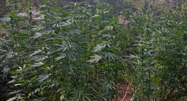 FUP u Čapljini pronašao plantažu s 84 zasada cannabisa