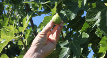 smokve, smokva, vijesti, smokva, smokve, vijesti