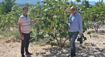 Rođaci iz Čitluka imaju gotovo 500 stabala smokava