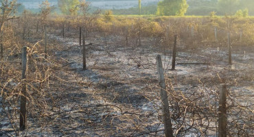 LJUBUŠKI Izgorio veći dio polja Jezerac
