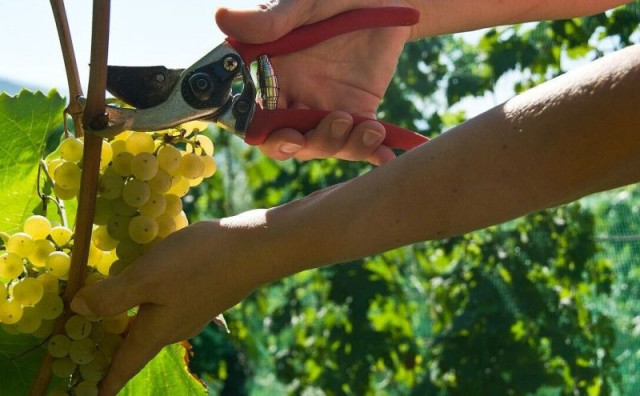 Berba grožđa u Hercegovini već je počela: Mostarski i broćanski vinogradi daju dobar urod