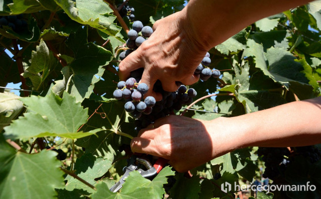LOŠA GODINA "U Brotnju je stradalo više od 50 posto vinograda. Vino je već skuplje, a bit će i grožđe"