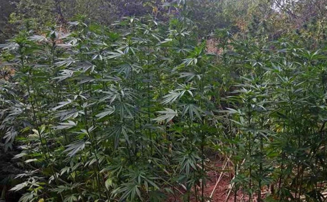FUP u Čapljini pronašao plantažu s 84 zasada cannabisa