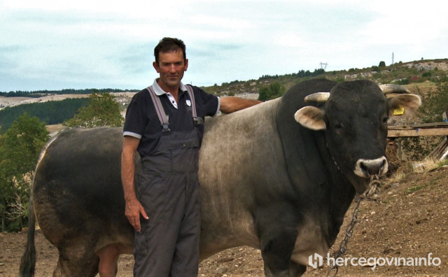 Mala općina u Hercegovini pruža sve mogućnosti za uzgoj bikova
