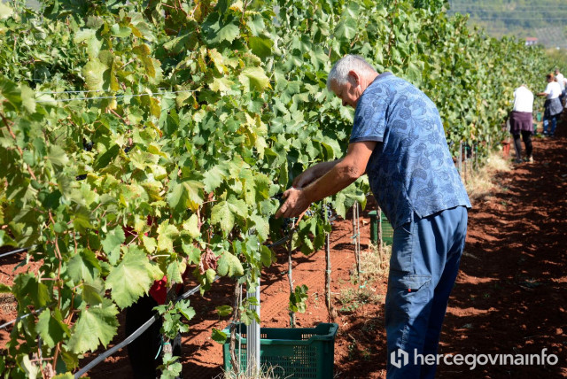 KRENULA BERBA Neki su spasili urod. Grožđe skuplje za 0,70 KM, a cijena vina ide na 7 KM