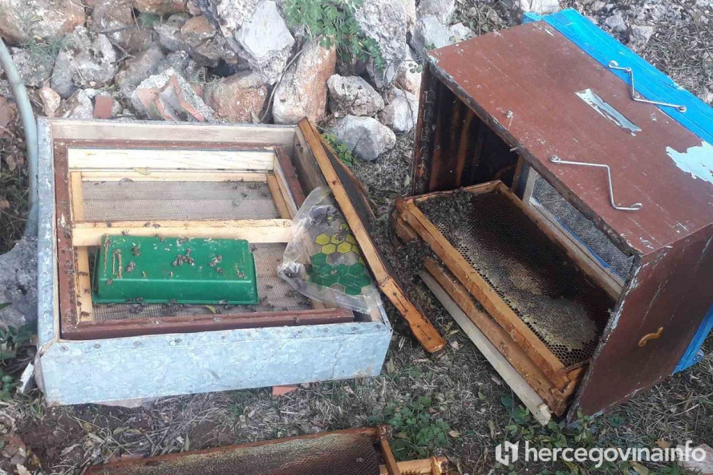 BIJELO POLJE Medo ulazi među kuće i uništava košnice
